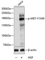 Phospho-c-Met (Tyr1349) Polyclonal Antibody