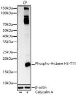 Phospho-Histone H3 (Thr11) Antibody in Western Blot (WB)