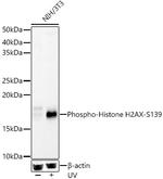 Phospho-Histone H2A.X (Ser139) Polyclonal Antibody
