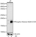 Phospho-Histone H2A.X (Ser139) Antibody in Western Blot (WB)
