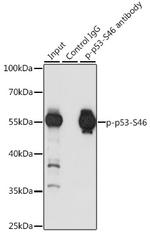 Phospho-p53 (Ser46) Antibody in Immunoprecipitation (IP)