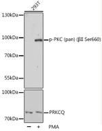 Phospho-PKC Pan (Ser660) Polyclonal Antibody