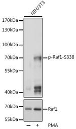 Phospho-c-Raf (Ser338) Antibody in Western Blot (WB)
