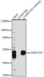 Phospho-VASP (Ser157) Antibody in Immunoprecipitation (IP)