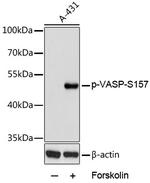 Phospho-VASP (Ser157) Antibody in Western Blot (WB)