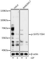 Phospho-SHP-1 (Tyr564) Antibody in Western Blot (WB)