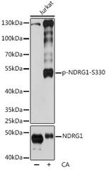 Phospho-NDRG1 (Ser330) Polyclonal Antibody