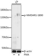 Phospho-NMDAR1 (Ser890) Polyclonal Antibody