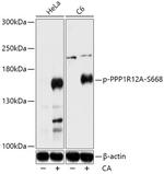 Phospho-MYPT1 (Ser668) Polyclonal Antibody