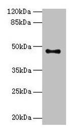 AADACL2 Polyclonal Antibody