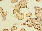 ABHD2 Antibody in Immunohistochemistry (Paraffin) (IHC (P))