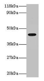 ILF2 Antibody in Western Blot (WB)