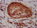 ADAM23 Antibody in Immunohistochemistry (Paraffin) (IHC (P))