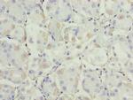 ADH7 Antibody in Immunohistochemistry (Paraffin) (IHC (P))