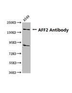 AFF2 Polyclonal Antibody