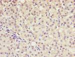 AKR7A2 Antibody in Immunohistochemistry (Paraffin) (IHC (P))