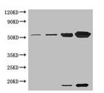 RCA Polyclonal Antibody
