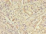 ANGPTL7 Antibody in Immunohistochemistry (Paraffin) (IHC (P))