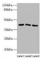 ANGPTL7 Antibody in Western Blot (WB)