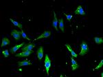 Annexin A2 Polyclonal Antibody