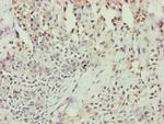 Annexin A7 Antibody in Immunohistochemistry (Paraffin) (IHC (P))