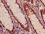 APEH Antibody in Immunohistochemistry (Paraffin) (IHC (P))