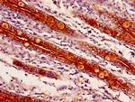 APEH Antibody in Immunohistochemistry (Paraffin) (IHC (P))