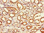 APEH Antibody in Immunohistochemistry (Paraffin) (IHC (P))