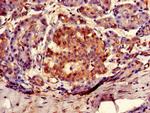 Arylsulfatase G Antibody in Immunohistochemistry (Paraffin) (IHC (P))