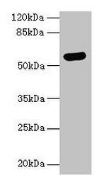 Arylsulfatase G Antibody in Western Blot (WB)