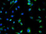 ATG7 Polyclonal Antibody