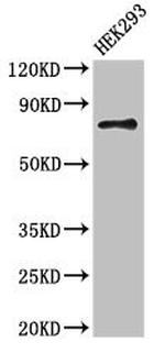 ATG7 Antibody in Western Blot (WB)