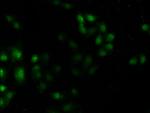 MST3 Polyclonal Antibody