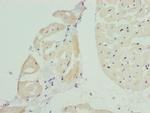 BAP29 Antibody in Immunohistochemistry (Paraffin) (IHC (P))