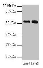 BMP-3 Antibody in Western Blot (WB)