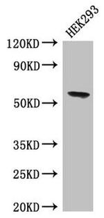 BPI Antibody in Western Blot (WB)