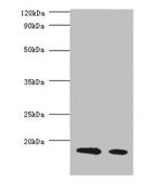 Beta Lactoglobulin Polyclonal Antibody