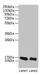 LINC01553 Polyclonal Antibody