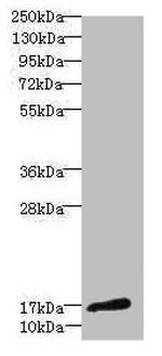 CALML3 Antibody in Western Blot (WB)