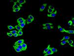 CAMLG Antibody in Immunocytochemistry (ICC/IF)