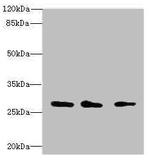Calpain S1 Antibody in Western Blot (WB)