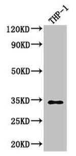 CAPZA1 Antibody in Western Blot (WB)
