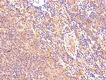 Calpastatin Antibody in Immunohistochemistry (Paraffin) (IHC (P))