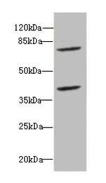 MTGR1 Antibody in Western Blot (WB)