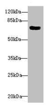 MTGR1 Antibody in Western Blot (WB)