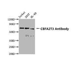MTG16 Antibody in Western Blot (WB)
