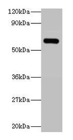 YARS Antibody in Western Blot (WB)