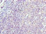 Cyclin D3 Antibody in Immunohistochemistry (Paraffin) (IHC (P))