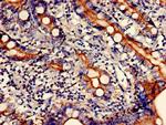 CCNJL Antibody in Immunohistochemistry (Paraffin) (IHC (P))