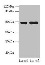 CCNJL Antibody in Western Blot (WB)